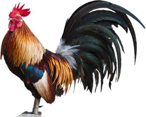 sabong manok panabong png|21.